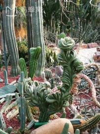 南京中山植物园中国四大植物园之一