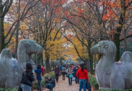 游走在南京最美时节