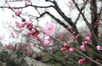 梅花山梅园以品种奇特著称