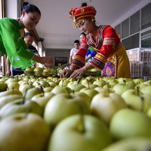 湖北土苗山乡致富“有梨
