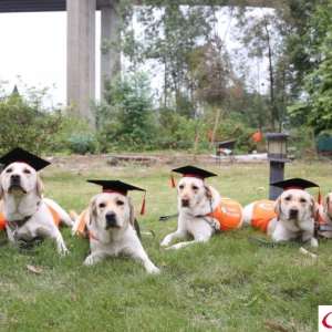 毕业啦！广州导盲犬基地迎来首批“毕业生”(组图)